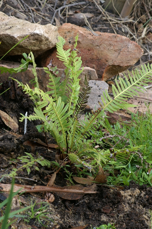 Blechnum nudum